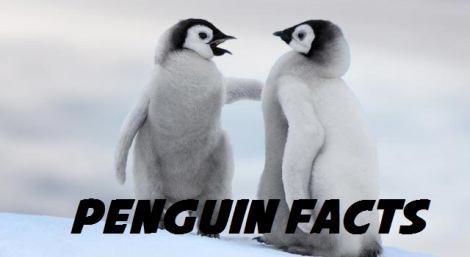penguin-on-snow